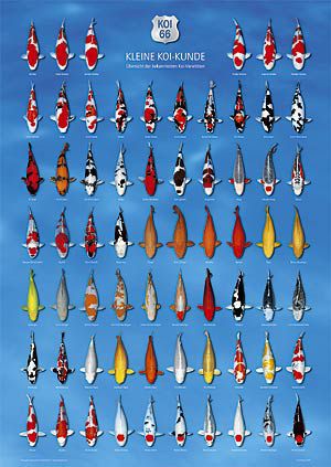 AquaLogistik KoiPoster 66, , Länge 84 cm, Breite 60 cm, DerKoi Der