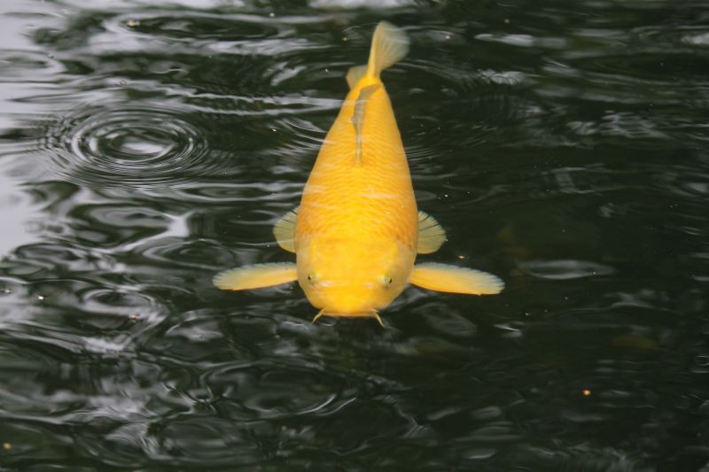 Nishikigoi Der Koi Infocenter Der Koi Shop