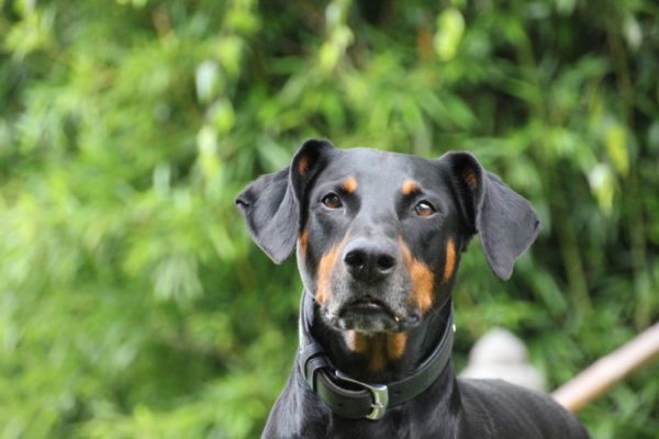 Gehört der Schwimmteich Fischen und Hunden gleichermaßen?